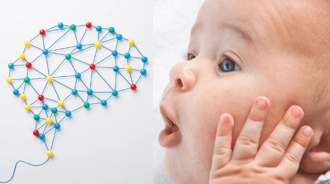 От раждането до пълнолетие, мозъкът преминава през различни фази на развитие...