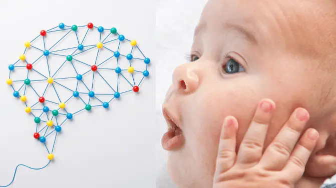 From birth to adulthood, the brain moves through different stages of development...